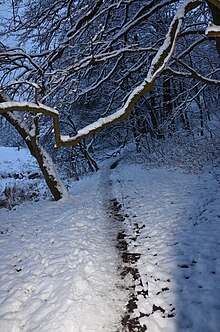 Голосеевский национальный природный парк. Фото 45.jpg