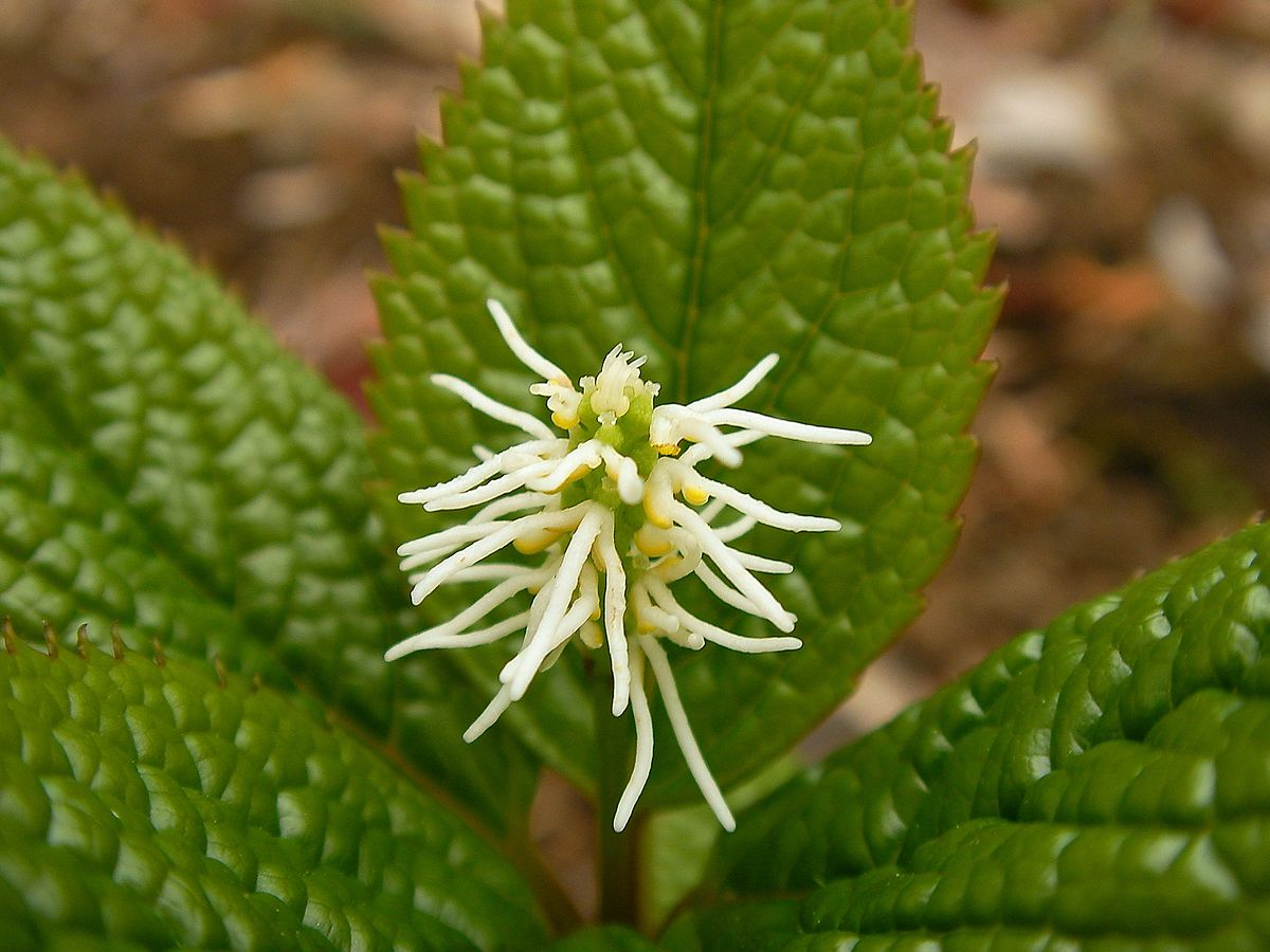 File ヒトリシズカ 一人静 Chloranthus Japonicus 花 Jpg Wikimedia Commons