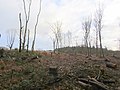 -2019-01-17 Timber clearing, The Warren, Southrepps, Norfolk.JPG