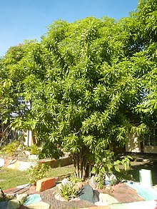 Dracaena reflexa 'Song of Jamaica', культивируемая на Филиппинах в открытом грунте