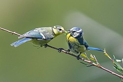 Wild Eurasian blue tit feeding its baby at Pfyn-Finges Licensing: CC-BY-SA-4.0