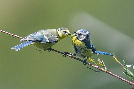 Wild Eurasian blue tit feeding its baby at Pfyn-Finges Photograph: User:Giles Laurent