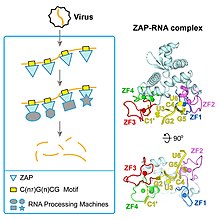 Mechanism of zinc-finger antiviral protein (ZAP) recognition of specific target RNA, and the process by which ZAP coordinates downstream RNA degradation (left). ZAP-RNA complex protein ribbon diagram (right). 1-s2.0-S2211124719316390-fx1 lrg.jpg
