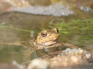 Alleen tijdens de voortplantingstijd zijn padden in het water te vinden.