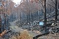 Lake Mountain toboggan run burnt