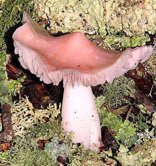 <i>Porpolomopsis</i> Genus of fungi