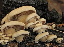 The buff-colored gills are closely spaced together, and are connected by cross-veins. 2011-08-25 Panellus stipticus (Bull.) P. Karst 166165 cropped.jpg