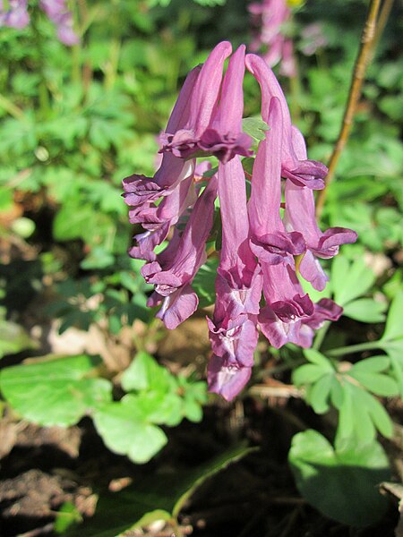 File:20130414Corydalis solida4.jpg