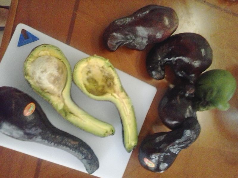 Unusual avocado variety from Cebu, Philippines