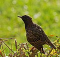 Star - Sturnus vulgaris