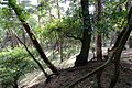 Forêt d'Otterlose