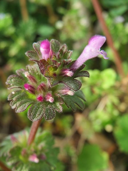 File:20170331Lamium amplexicaule4.jpg