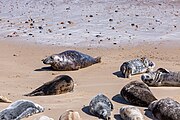 Seals at Horsey Dunes in Norfolk, United Kingdom.