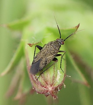 <i>Lepidargyrus</i> Genus of true bugs