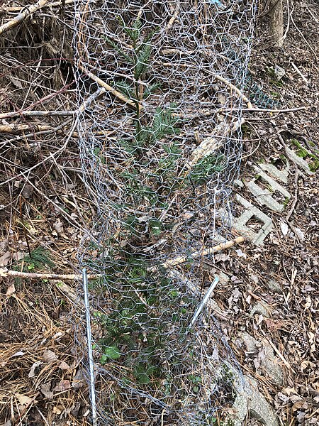 File:2024-01-12 11 49 25 Coast Redwood protected by chicken wire along Terrace Boulevard in the Parkway Village section of Ewing Township, Mercer County, New Jersey.jpg