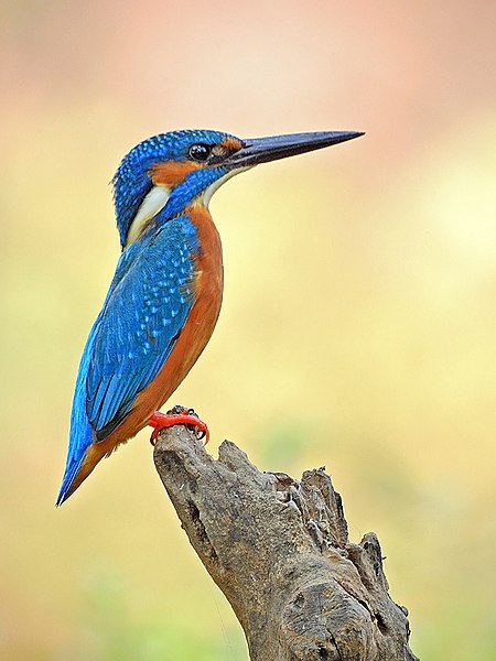 File:21. Common Kingfisher (Alcedo atthis) photograph by Shantanu Kuveskar.jpg