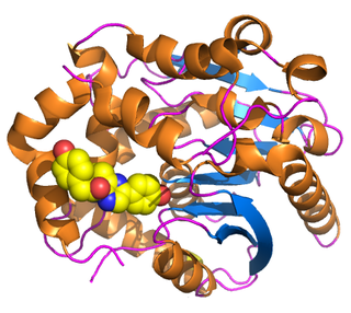 Renilla-luciferin 2-monooxygenase