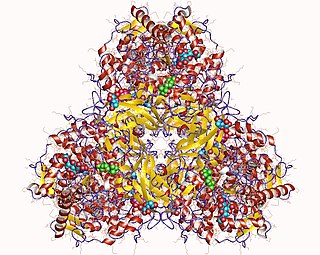 Glucan 1,4-α-glucosidase Enzyme that hydrolyses terminal α-1,4-D-glucose residues of polysaccharides