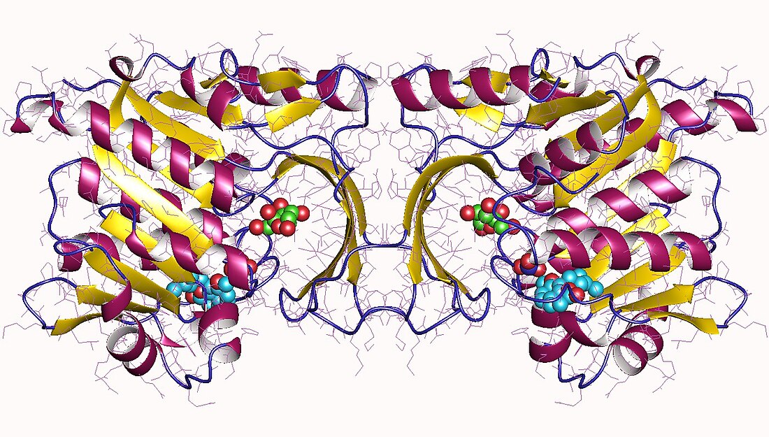 Hepatic fructokinase