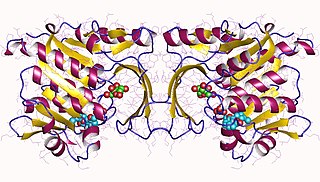 <span class="mw-page-title-main">Hepatic fructokinase</span>