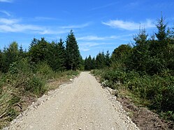 Waldweg