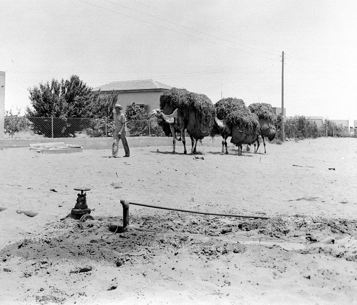 File:A FARMER BRINGING HIS CAMELS LOADED WITH CATTLE FODDER FROM THE FIELD TO MOSHAV KFAR VITKIN. גמלים נושאים על גבם מספוא לכיוון מושב כפר ויתקין.D393-092.jpg