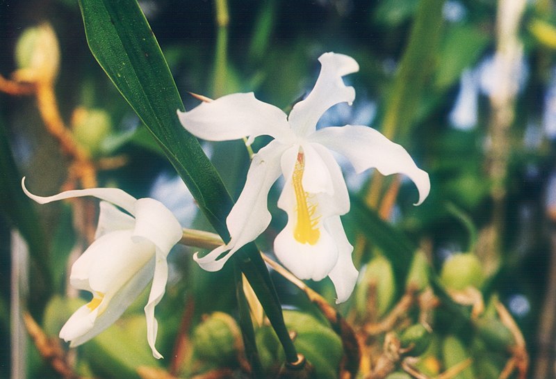 File:A and B Larsen orchids - Coelogyne cristata 563-6.jpg