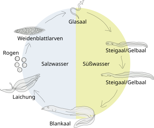 Lebenslauf der Aale