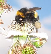 Dit is een kleine aardhommel