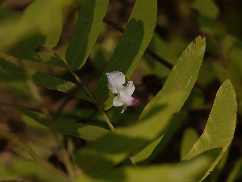 File:Aatunocci (Malayalam- ആറ്റുനൊച്ചി) (5597278707).jpg