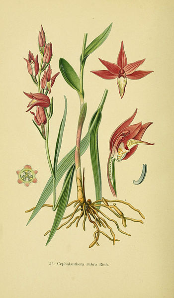 File:Abbildungen der in Deutschland und den angrenzenden gebieten vorkommenden grundformen der orchideenarten (Pl 55 Cephalanthera) (6022130488).jpg