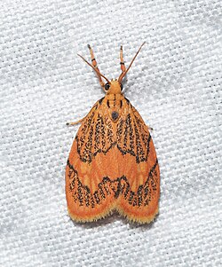 Abrochocis esperanza 167622951.jpg