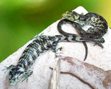 Abronia taeniata