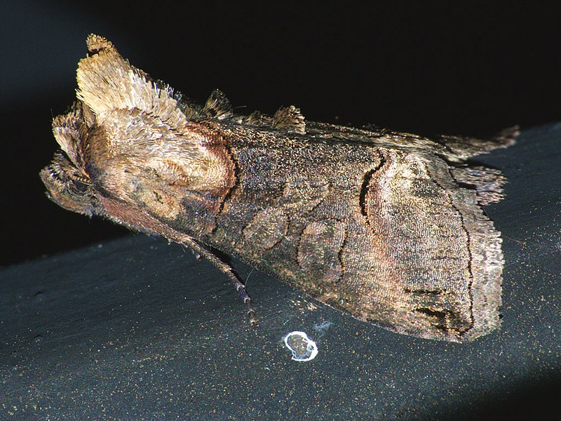 File:Abrostola triplasia - Dark Spectacle - Крапивная совка бурая (40390963494).jpg