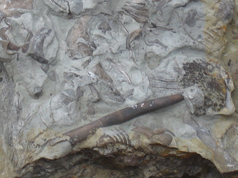 File:Abyssal Nautiloid 0005.JPG