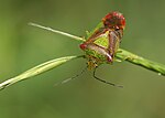 Vignette pour Acanthosoma haemorrhoidale