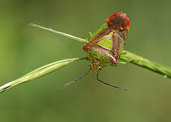 Gudobelinė skydblakė (Acanthosoma haemorrhoidale)