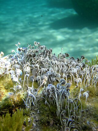 <i>Acetabularia</i> Genus of green algae in the family Polyphysaceae