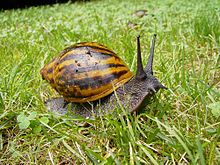 A snail crawling across grass Achatina achatina.jpg