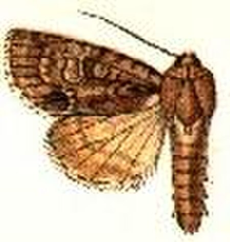 Acronicta_pulverosa