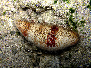 <i>Actinopyga capillata</i> Species of sea cucumber