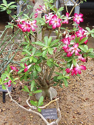 Adenium obesum ("desert rose")