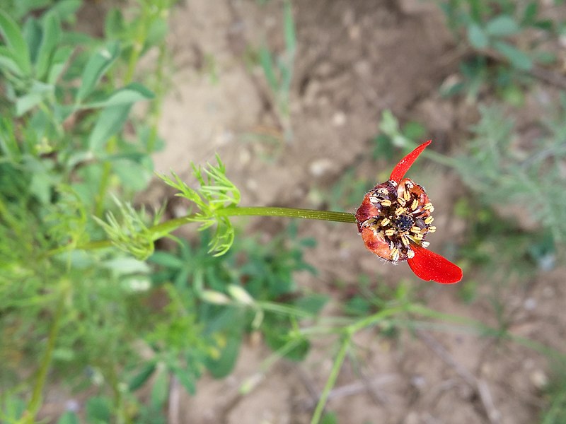 File:Adonis flammea sl94.jpg