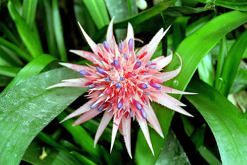 File:Aechmea fasciata.jpg