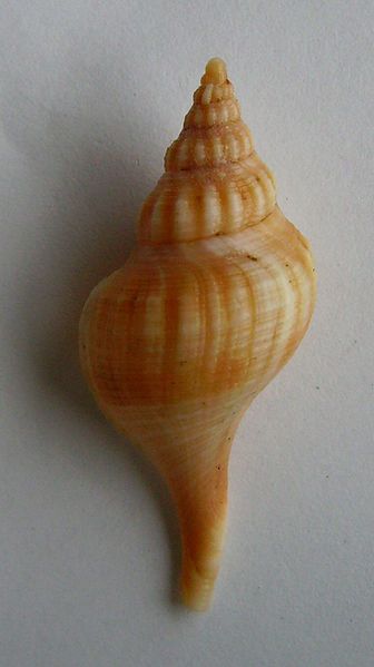 File:Aeneator marshalli separabilis.JPG