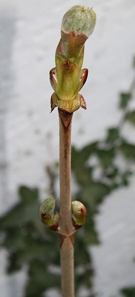 File:Aesculus hippocastanum shoot.jpg