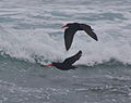 African black oystercatchers.JPG