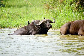 African buffalo Queen Elizabeth National Park, Uganda.jpg