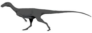 <i>Afromimus</i> Extinct genus of dinosaurs