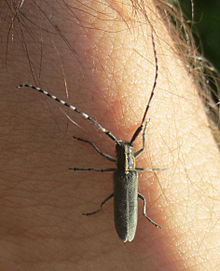 Agapanthia maculicornis.jpg